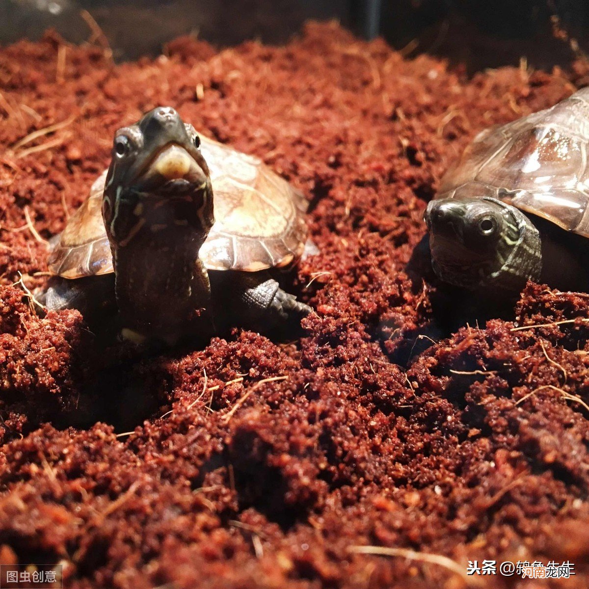 养小草龟的正确方法 草龟怎么养更有灵性