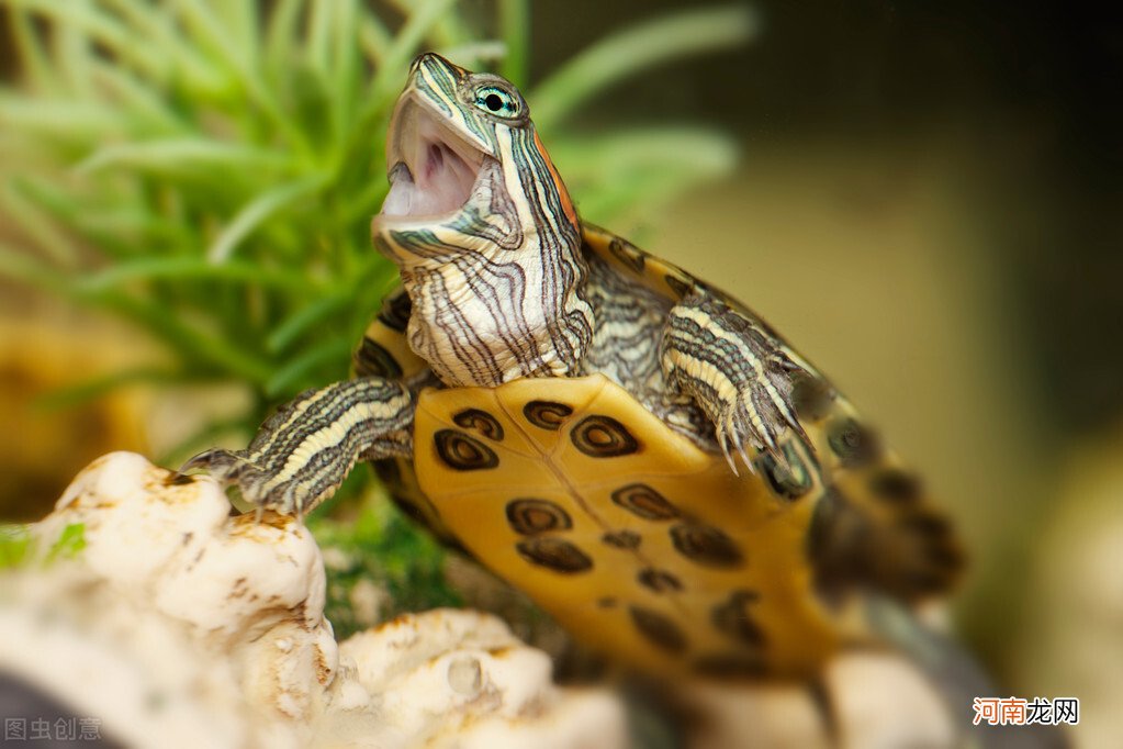 乌龟怎样才算认可主人 乌龟的饲养方法注意事项