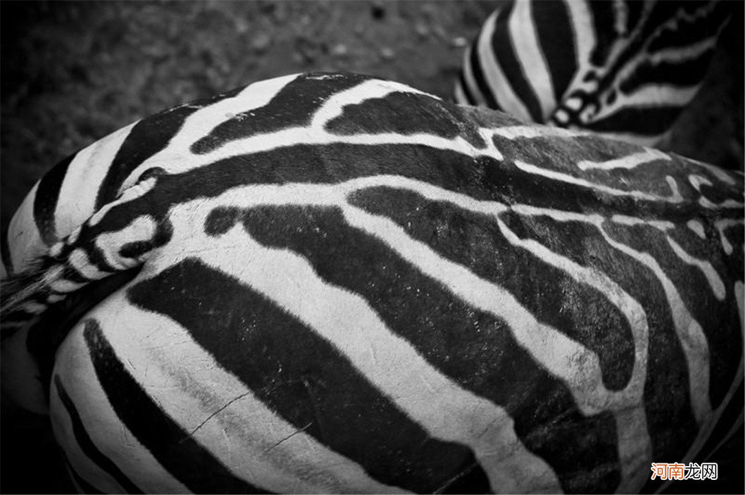斑马是黑色的图片 斑马是白底黑纹还是黑底白纹