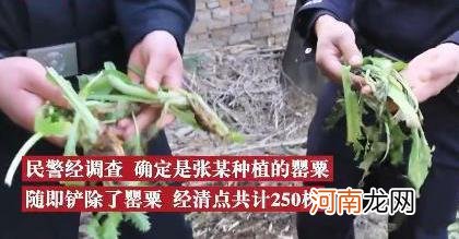 男子荒院内种250株罂粟苗：想尝尝，没想到长出这么多