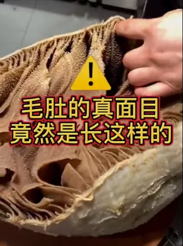 毛肚是用什么东西做出来的 毛肚是什么动物身上的什么部位