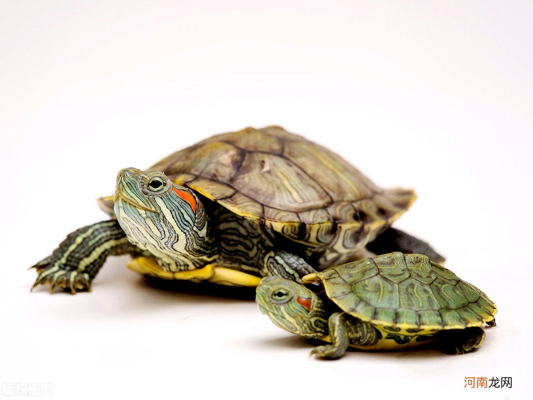 新手在家里养龟攻略 怎样养乌龟才能养活