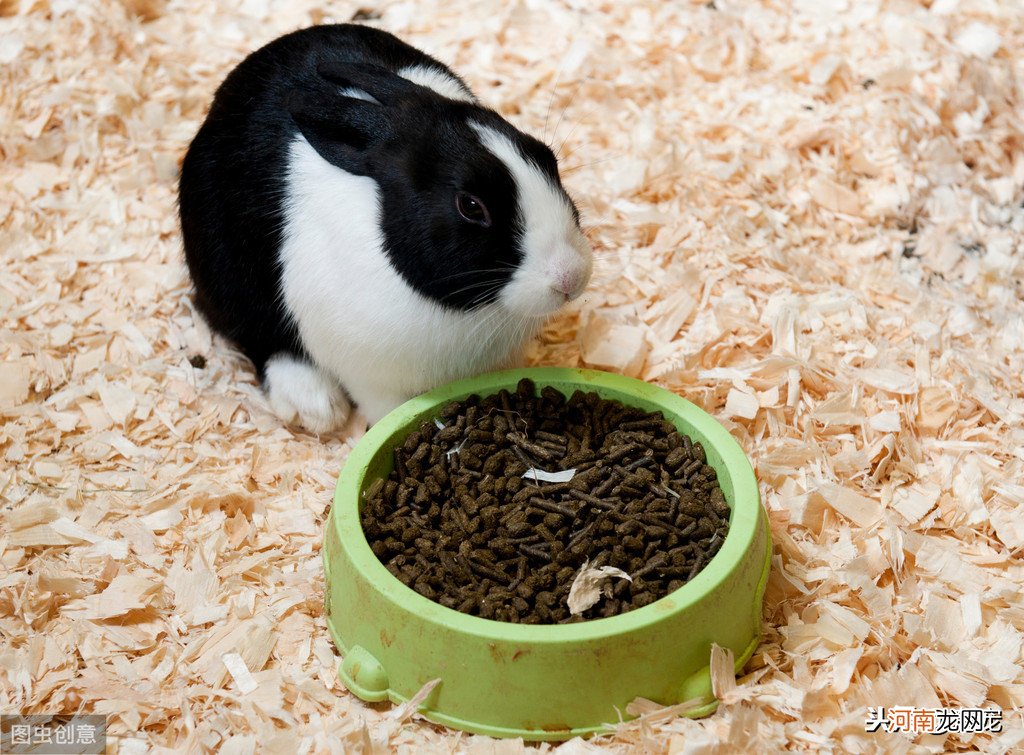 5种最受欢迎的兔子 宠物兔品种及图片价格