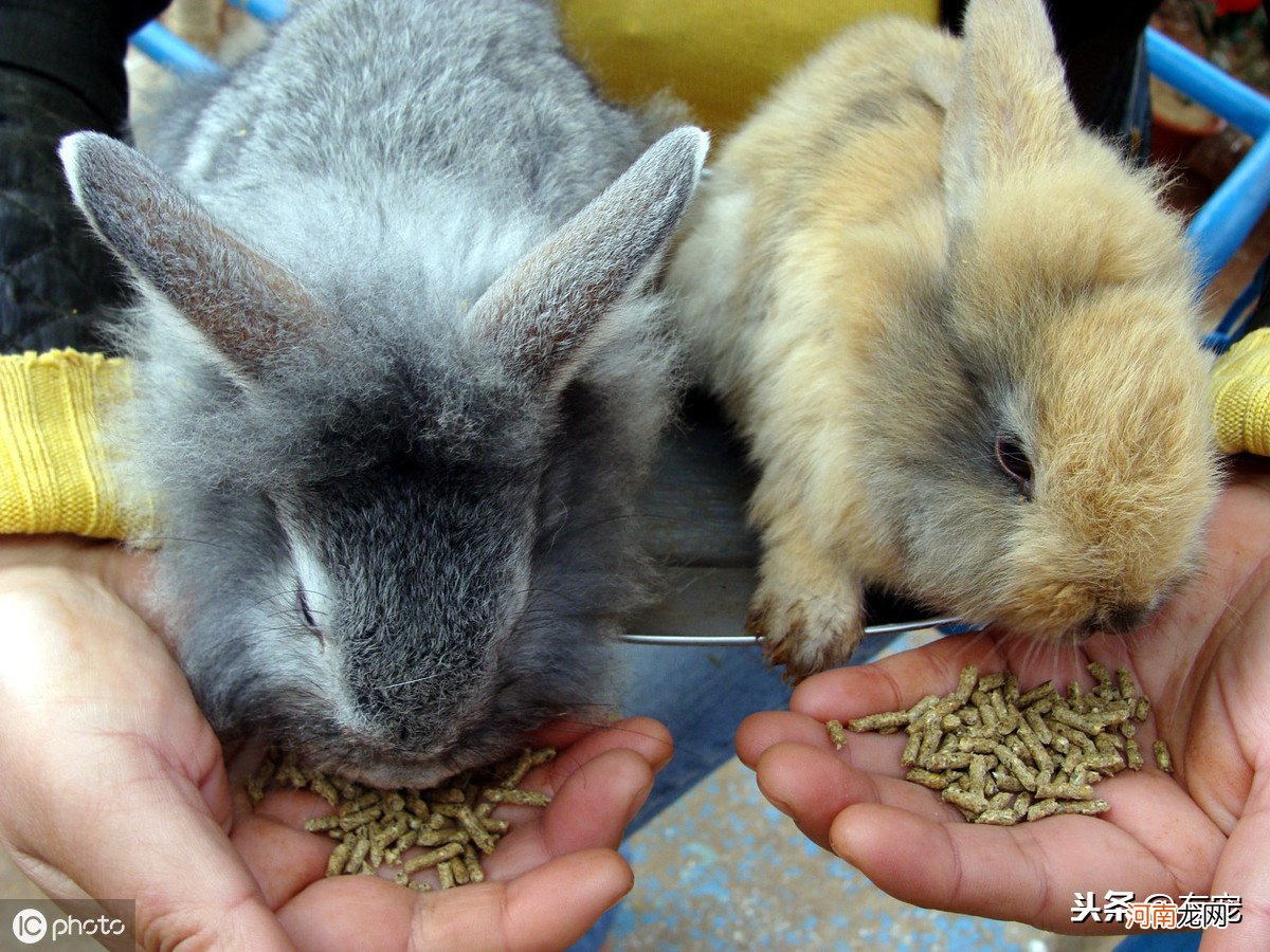 5种最受欢迎的兔子 宠物兔品种及图片价格