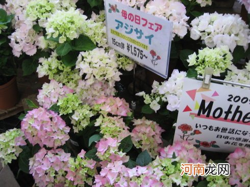 中国第一个母亲节是哪年 今年母亲节几号