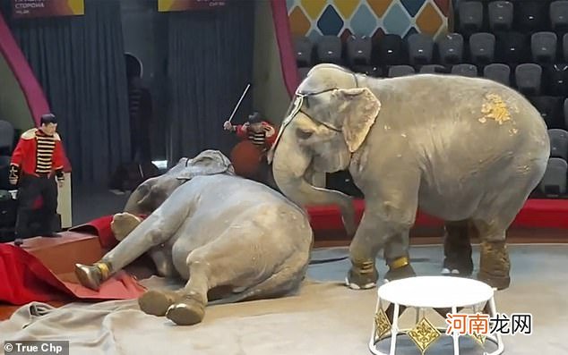 俄罗斯马戏团2只大象突然打架，1只大象被打翻，还推到了观众席