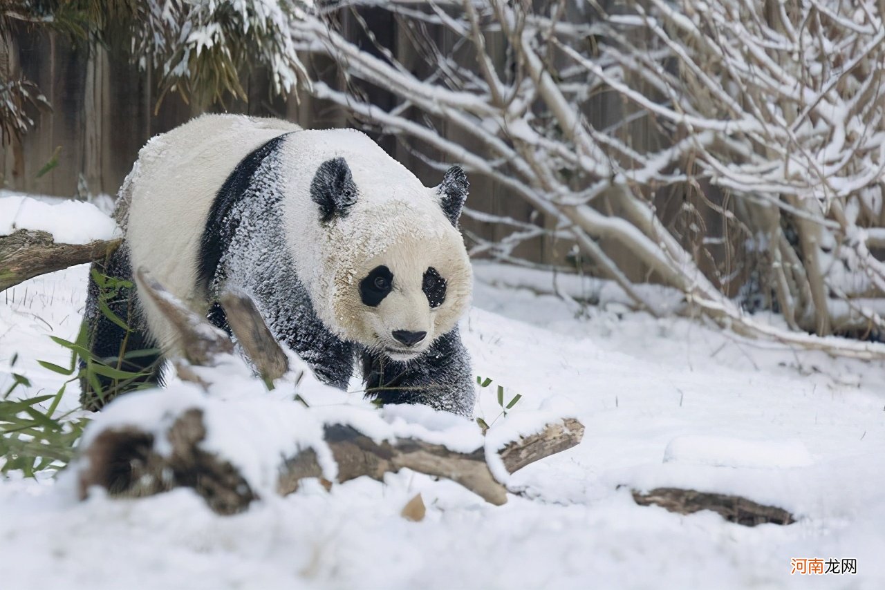 为什么那么多国家想要熊猫 大熊猫只有中国有吗为什么