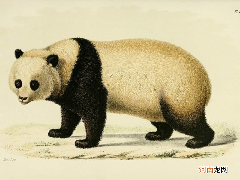 为什么那么多国家想要熊猫 大熊猫只有中国有吗为什么