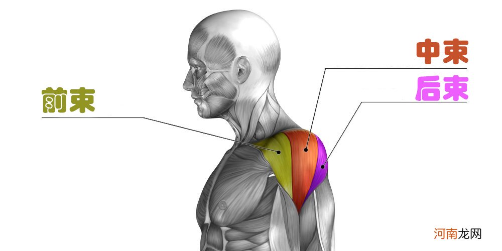 三角肌怎么练 怎么练三角肌最有效