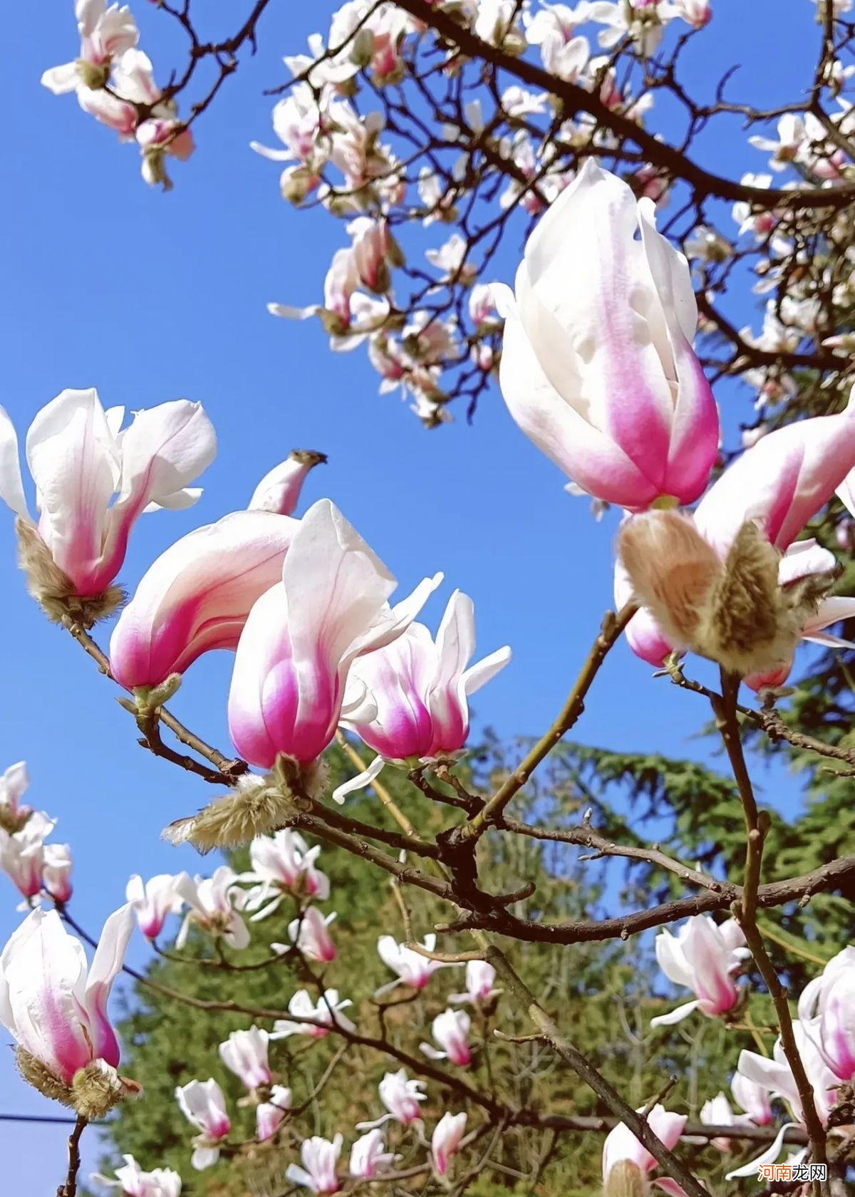春天十种最美的花 10种代表春天的景物