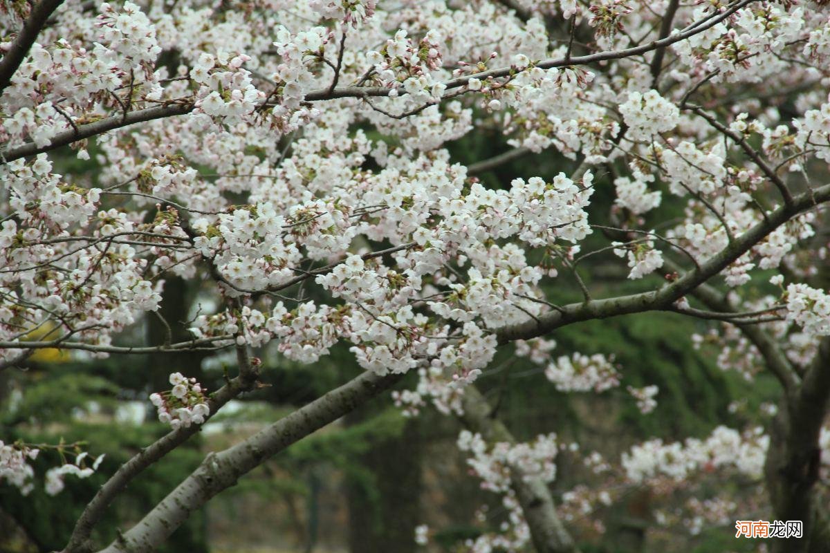 春天十种最美的花 10种代表春天的景物