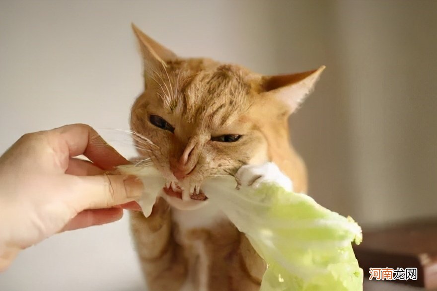 猫能吃的20种食物 给猫咪煮鸡胸肉后悔死了