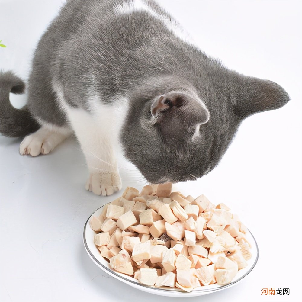 猫能吃的20种食物 给猫咪煮鸡胸肉后悔死了