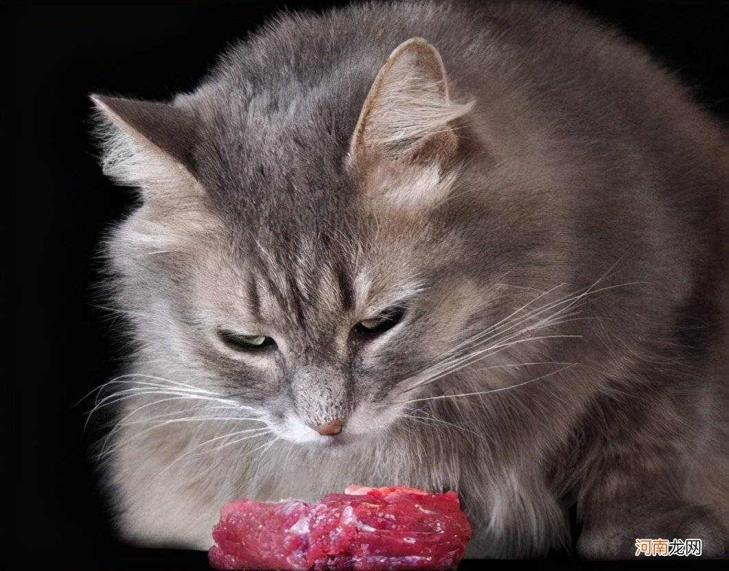 猫能吃的20种食物 给猫咪煮鸡胸肉后悔死了