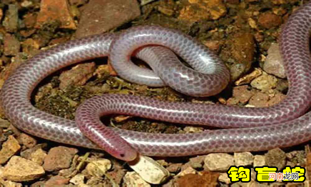 蛇有几个蛇鞭 蛇为什么会有两个蛇鞭