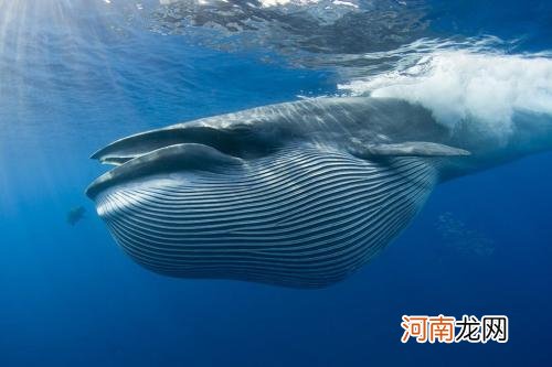 鲸鱼的祖先是什么动物 十大鲸鱼大小排名