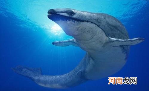 鲸鱼的祖先是什么动物 十大鲸鱼大小排名