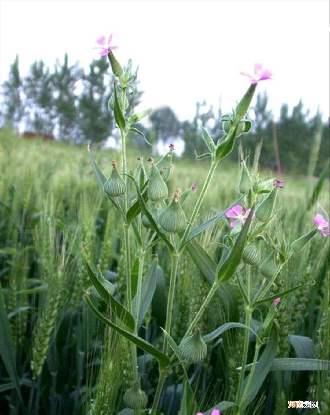 野菜有哪些常见品种 农村100种野菜图片