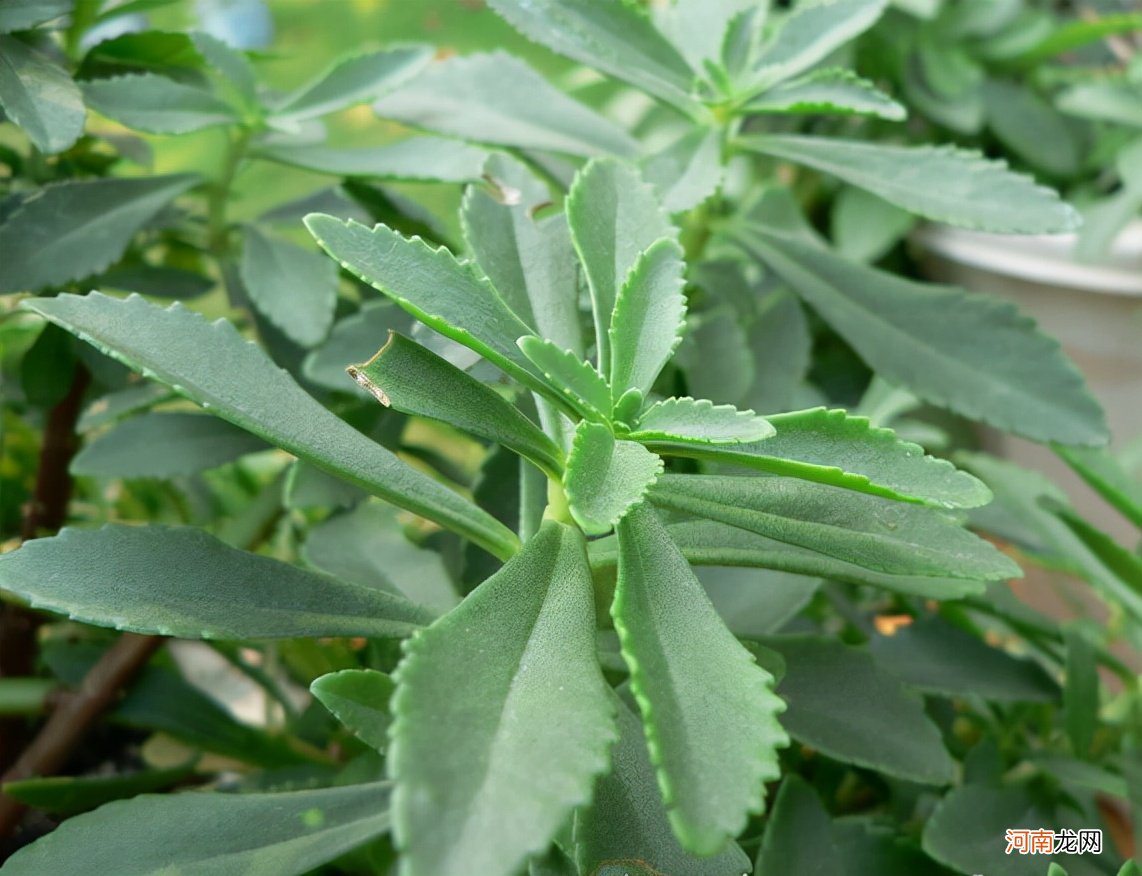 野菜有哪些常见品种 农村100种野菜图片