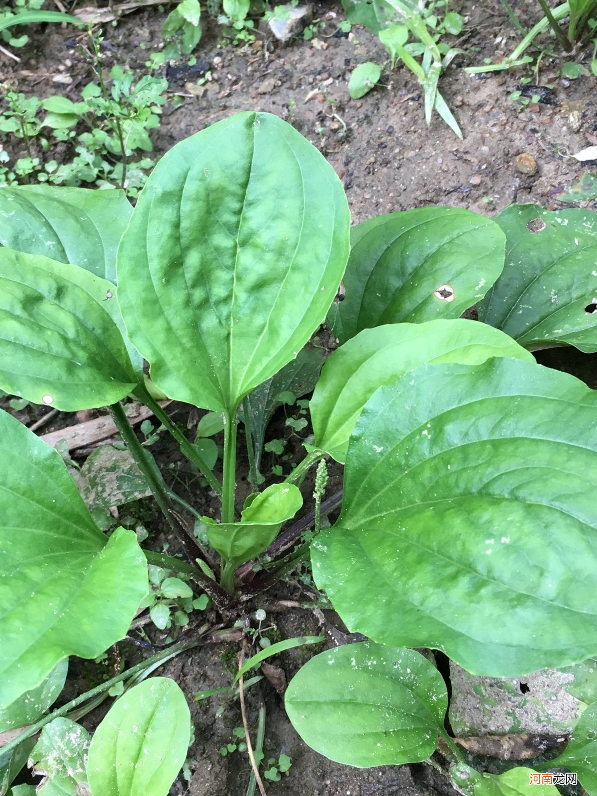 野菜有哪些常见品种 农村100种野菜图片