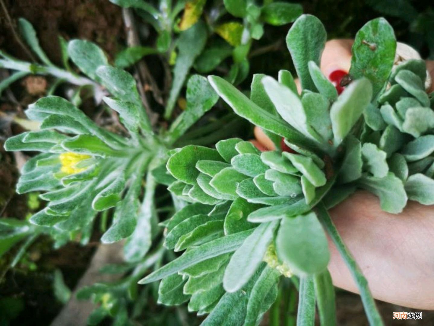 野菜有哪些常见品种 农村100种野菜图片