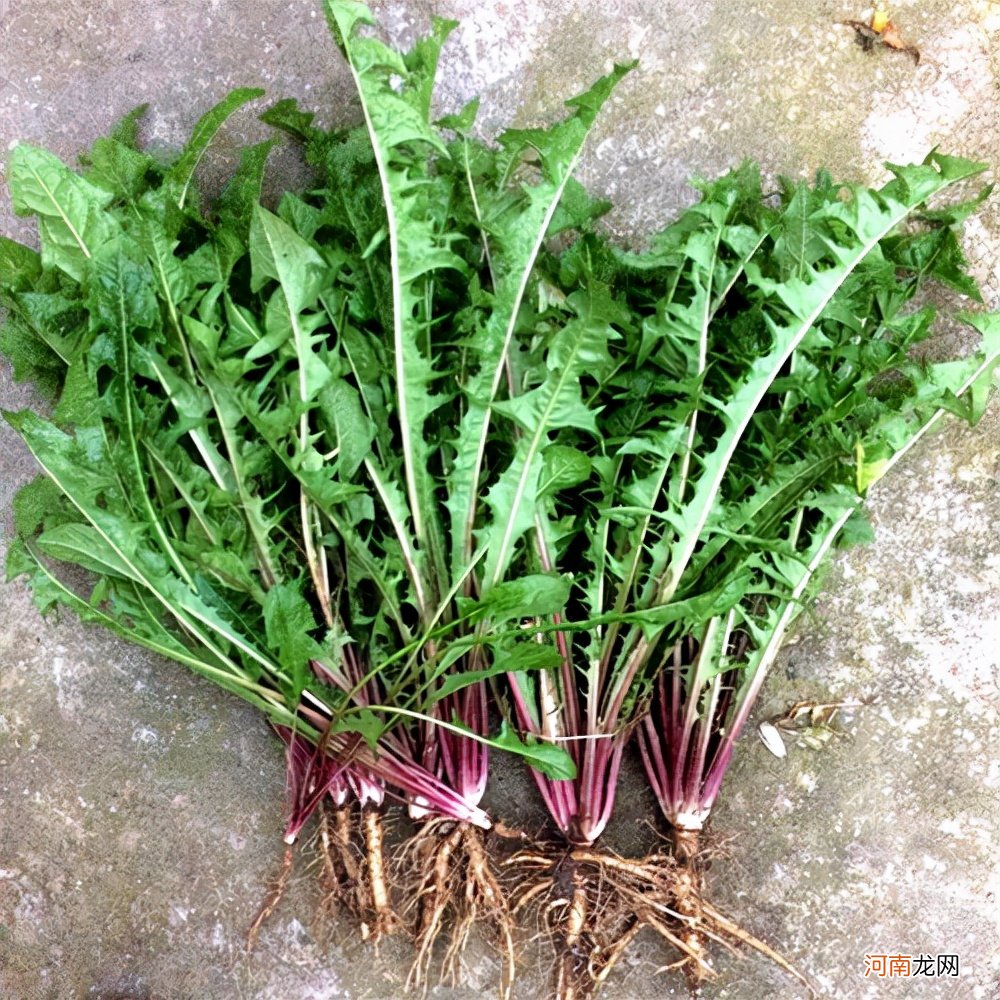 野菜有哪些常见品种 农村100种野菜图片