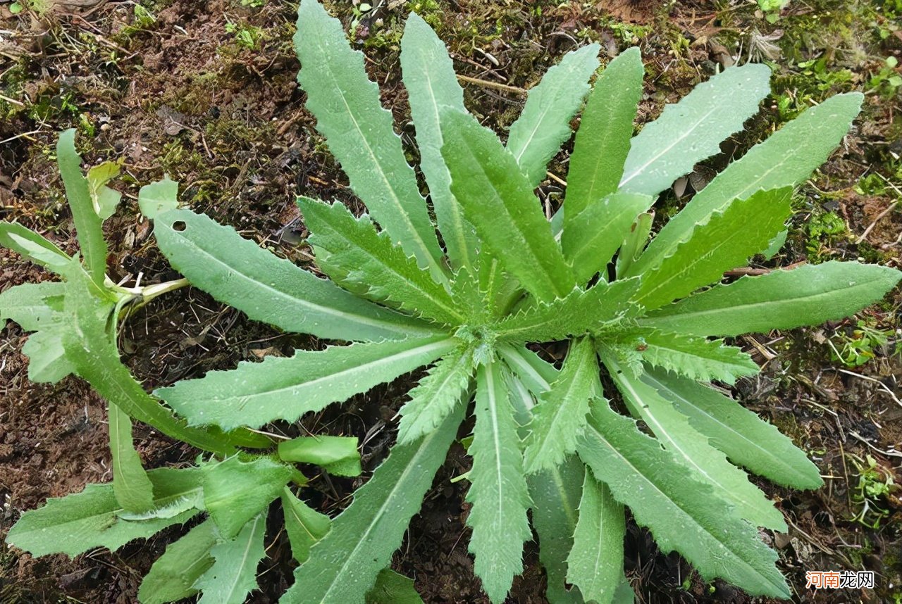 野菜有哪些常见品种 农村100种野菜图片