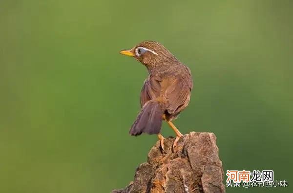 什么是新鸟驯养 鸟怎么样