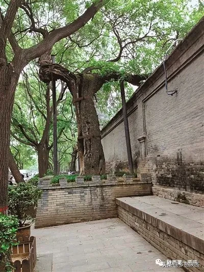 石榴花什么时候开 西安市市花为什么是石榴花