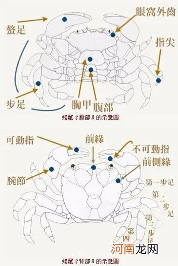 螃蟹为什么横着走秒懂 螃蟹为何横着走不能直着走