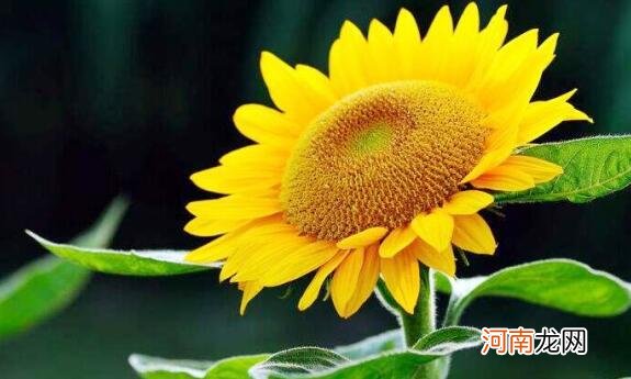 向日葵为什么会随着太阳转动 向日葵的变化原因是什么