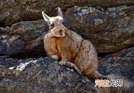 龙猫就是老鼠吗 宫崎骏的龙猫是老鼠还是猫