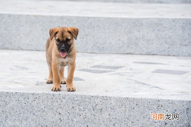 狗难产多久就会死 为什么狗狗难产狗妈妈会死