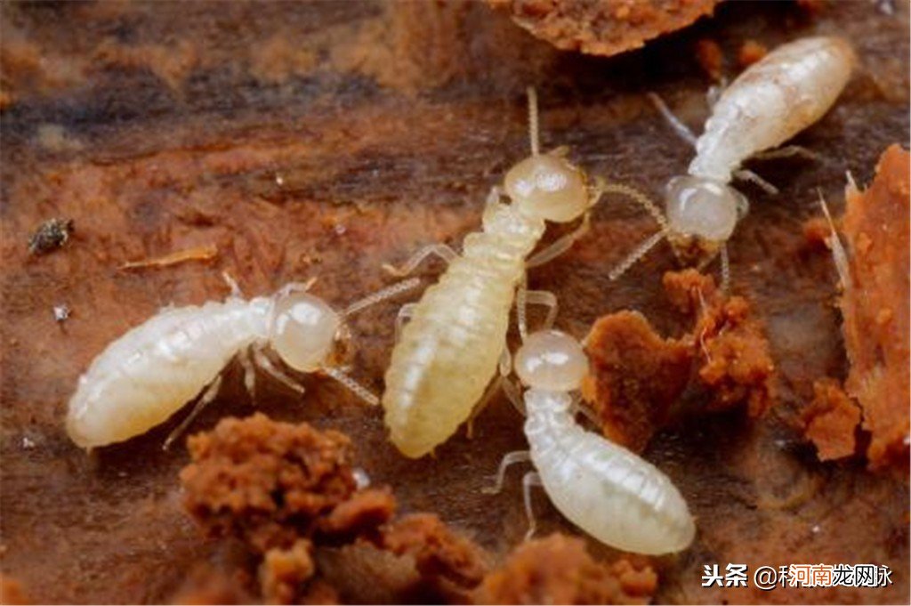 蚂蚁怎么产生新蚁后 蚂蚁当中的蚁后是怎样产生的