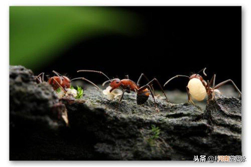 蚂蚁怎么产生新蚁后 蚂蚁当中的蚁后是怎样产生的