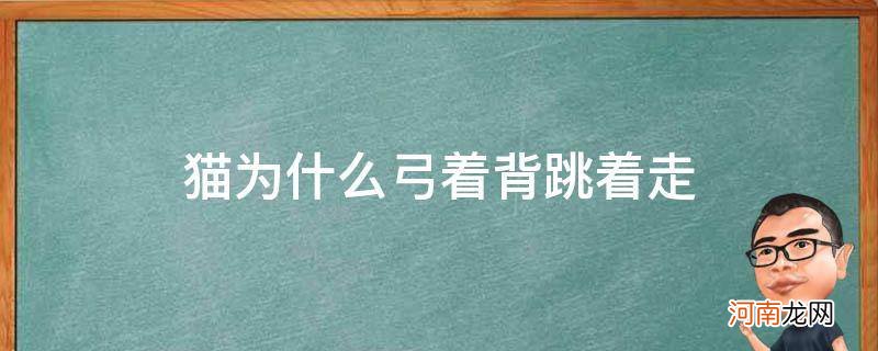 猫咪为什么弓背横跳走 猫为什么弓着背跳着走