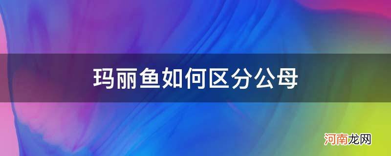 热带鱼玛丽鱼的公母怎么分 玛丽鱼如何区分公母