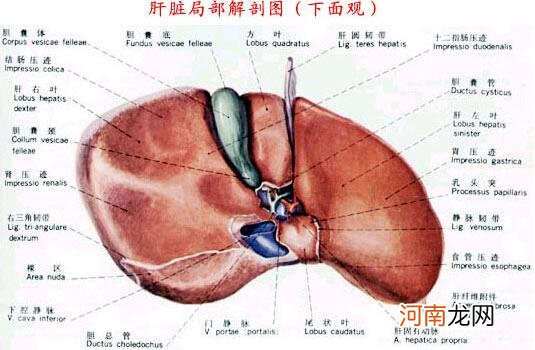 天门冬氨酸氨基转移酶偏低 天门冬氨酸转氨酶53