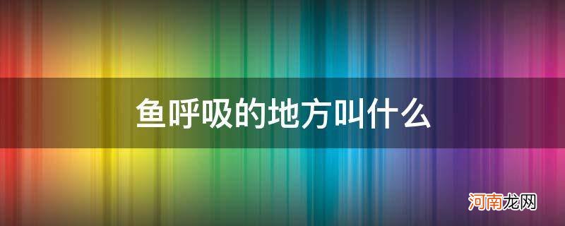 鱼呼吸的地方是什么 鱼呼吸的地方叫什么