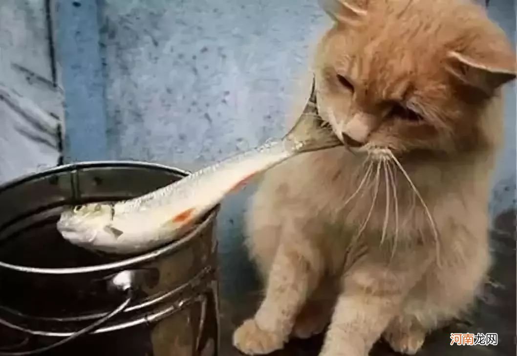 小猫为什么爱吃鱼和老鼠 鱼和老鼠猫更喜欢哪个