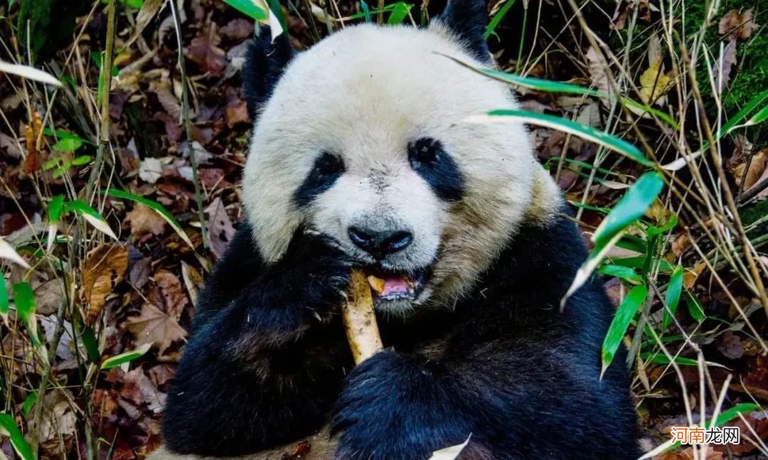 汉中旅游景点有哪些 汉中景点排名第一的是