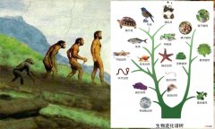 达尔文的资料有哪些 达尔文进化论被推翻