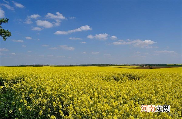 岁月静好什么意思 岁月静好,浅笑安然