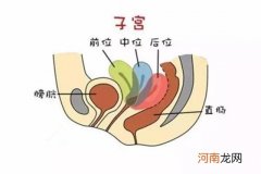 了解子宫前位和后位的区别 为快速受孕作准备