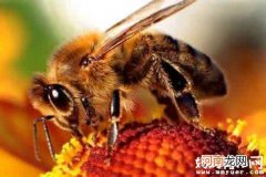 被蜜蜂蛰了怎么处理的急救小常识 蜜蜂蛰消肿的最快方法