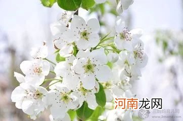 怎样区别桃花，杏花，梨花，樱花，梅花，李花