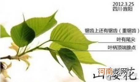 怎样区别桃花，杏花，梨花，樱花，梅花，李花