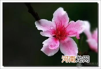 怎样区别桃花，杏花，梨花，樱花，梅花，李花