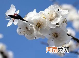 怎样区别桃花，杏花，梨花，樱花，梅花，李花