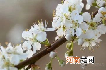 怎样区别桃花，杏花，梨花，樱花，梅花，李花